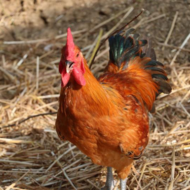 林下散養小公雞